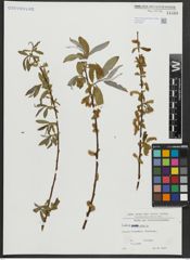 Foto von Salix alba L.